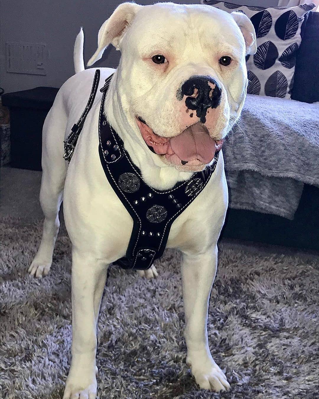 The "Maximus" silver harness - Image 3