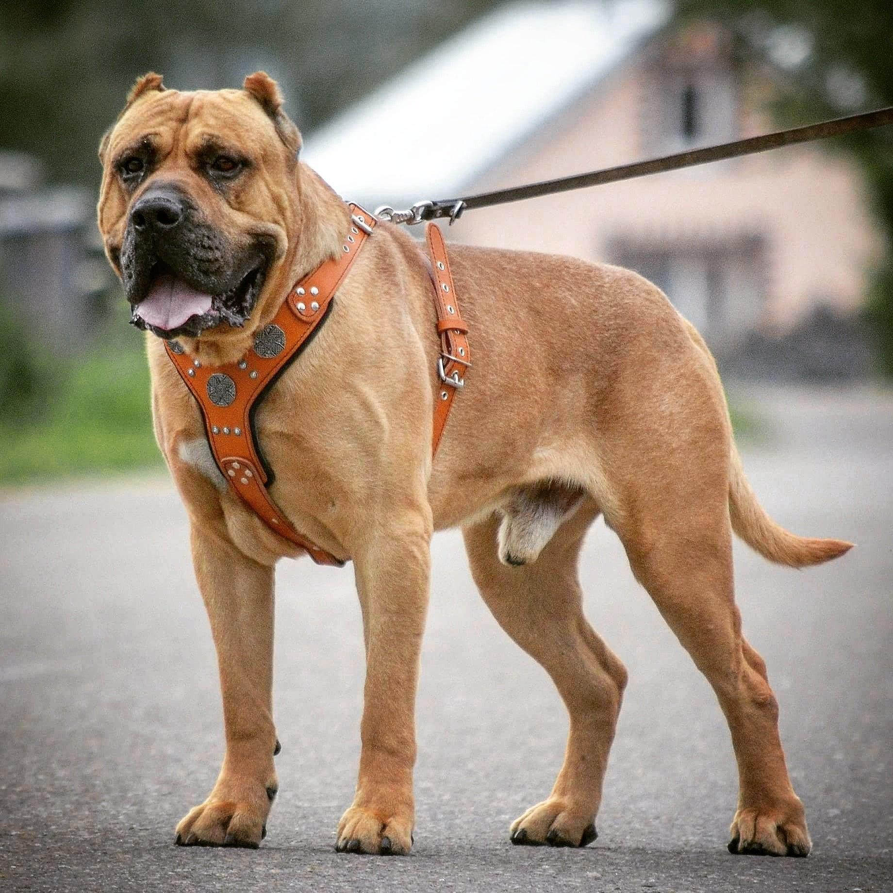 The "Maximus" silver harness - Image 4