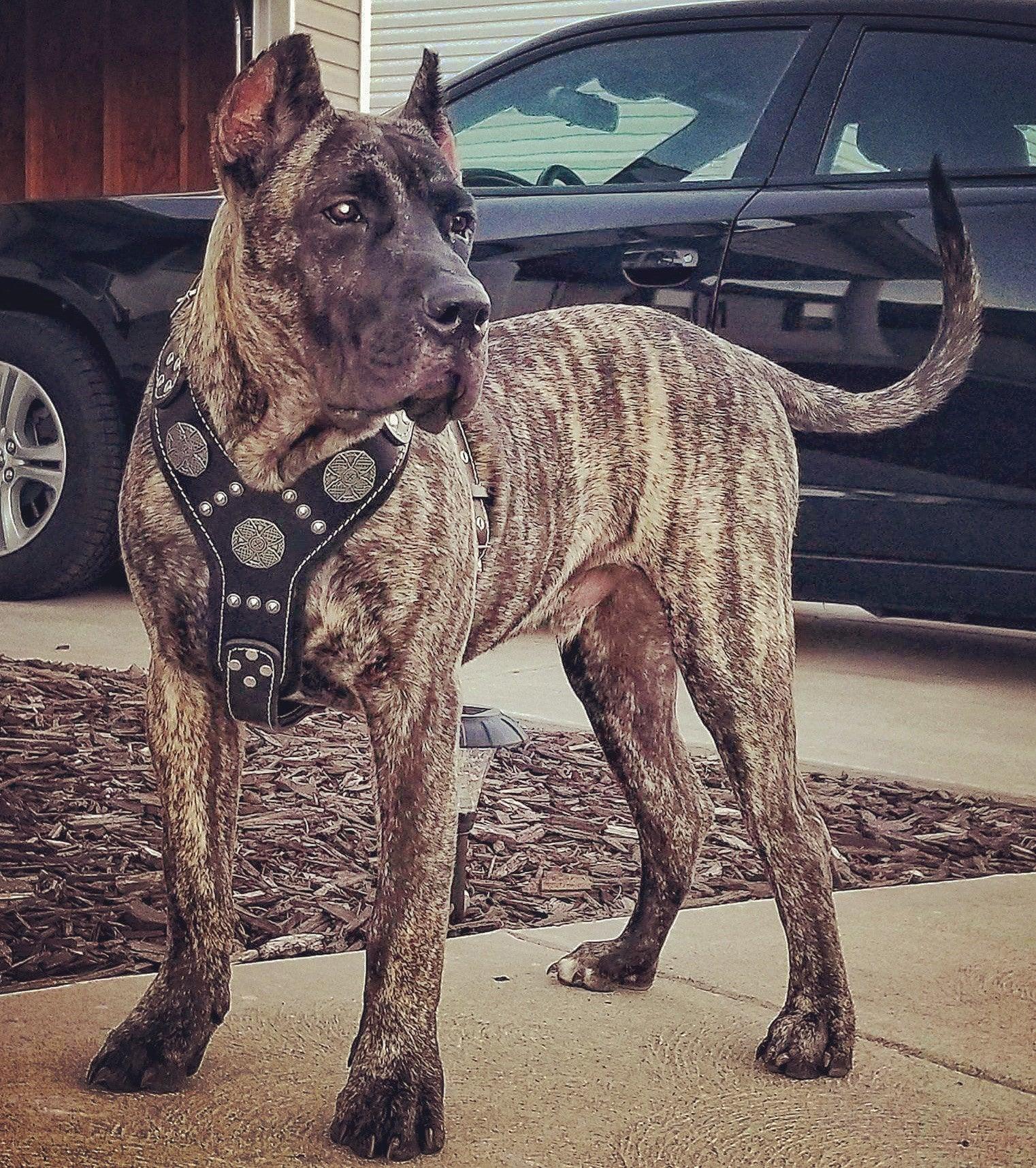 The "Maximus" silver harness - Image 5
