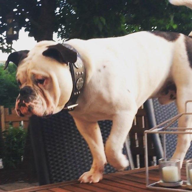 The "Maximus Silver" leash - Image 3