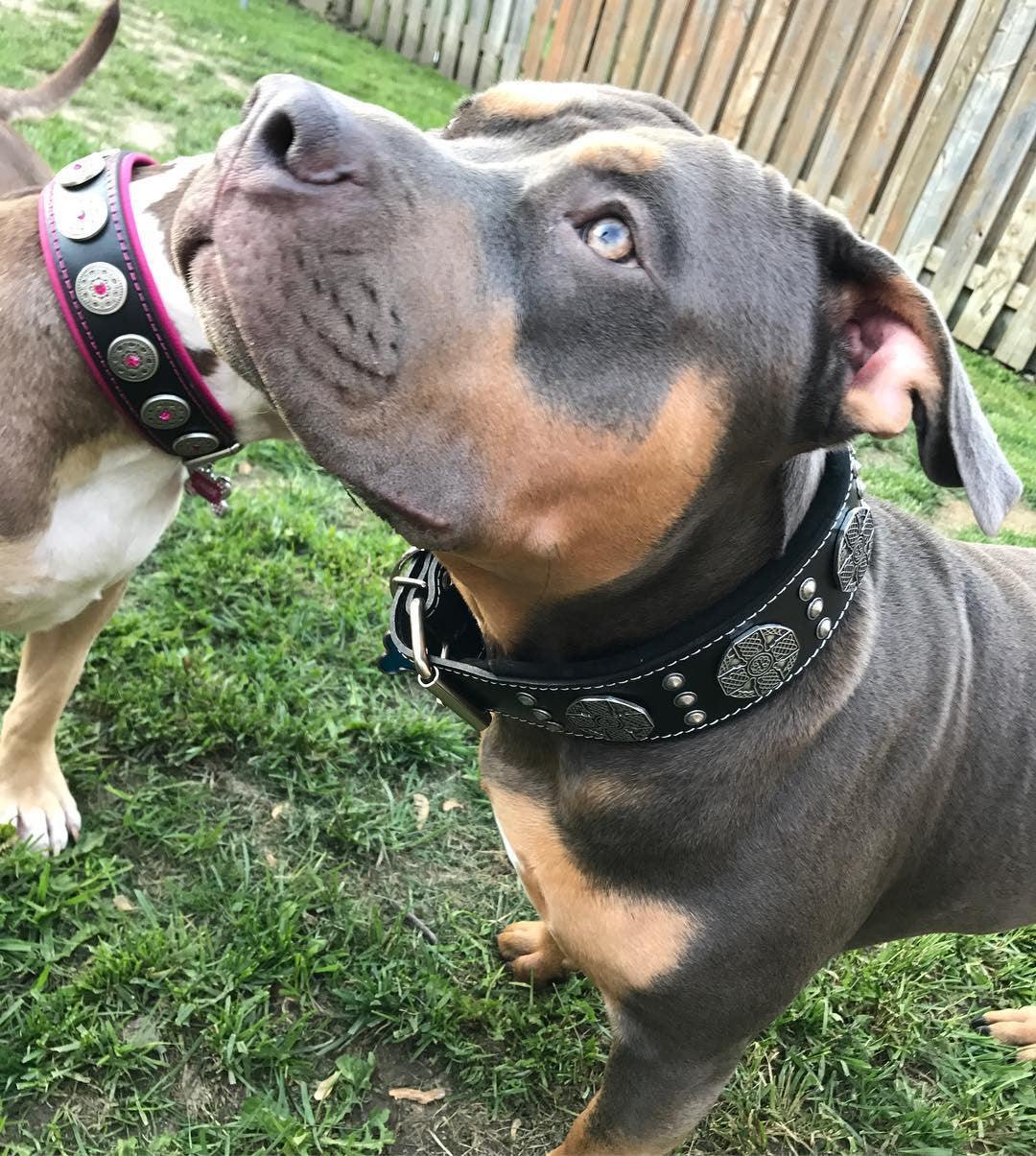 The "Maximus Silver" leash - Image 4