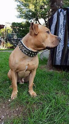 The "Metal" collar- personalized! - Image 5