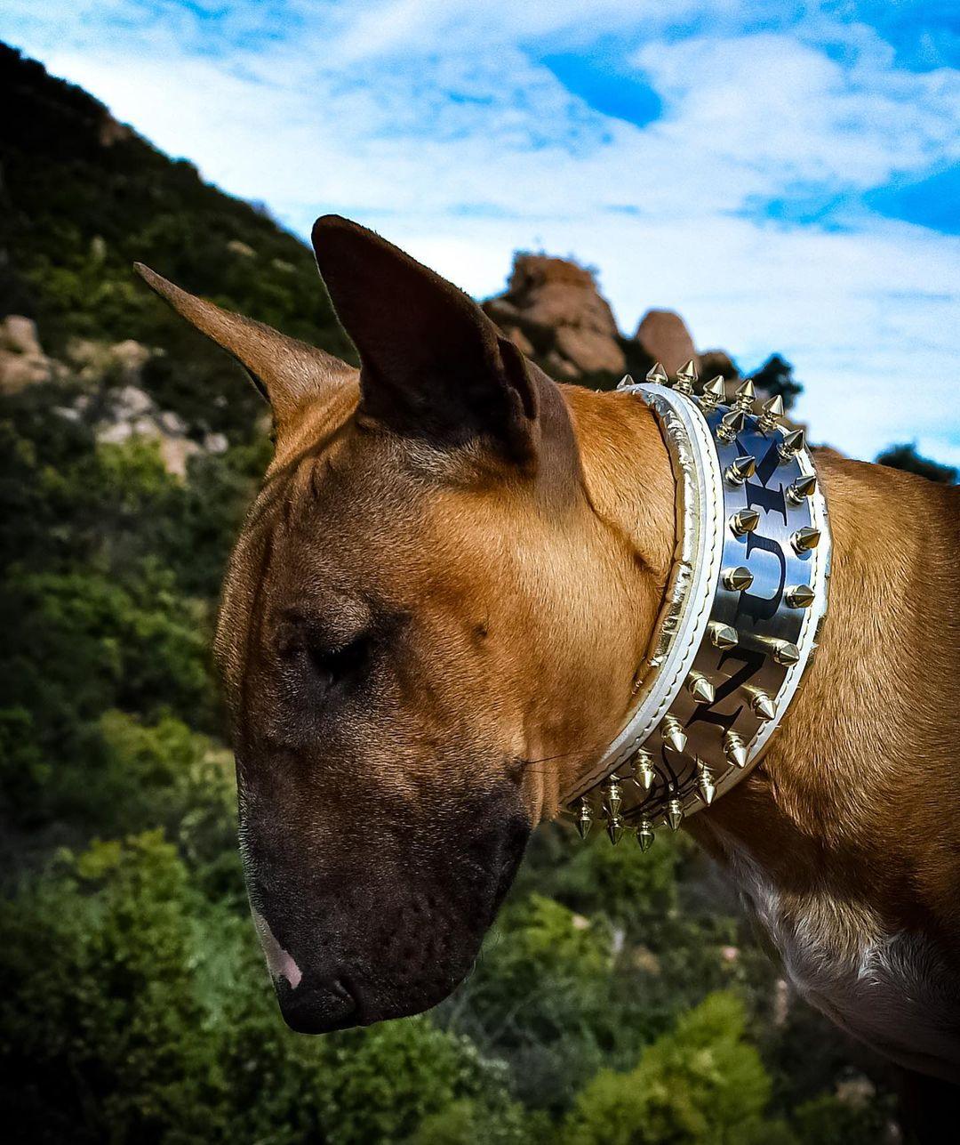 The "Metal" collar White & Gold- personalized! - Image 4