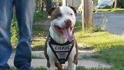 The "Metal" harness- Personalized! - Image 3