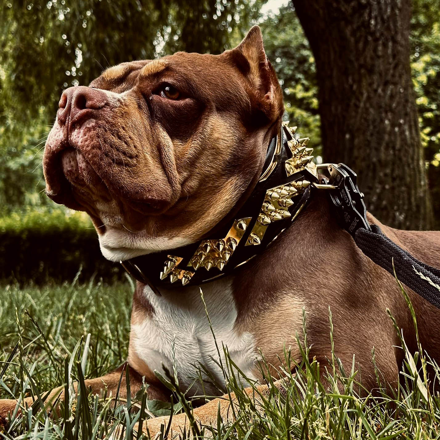 The ''Midas'' Collar Gold - Image 3