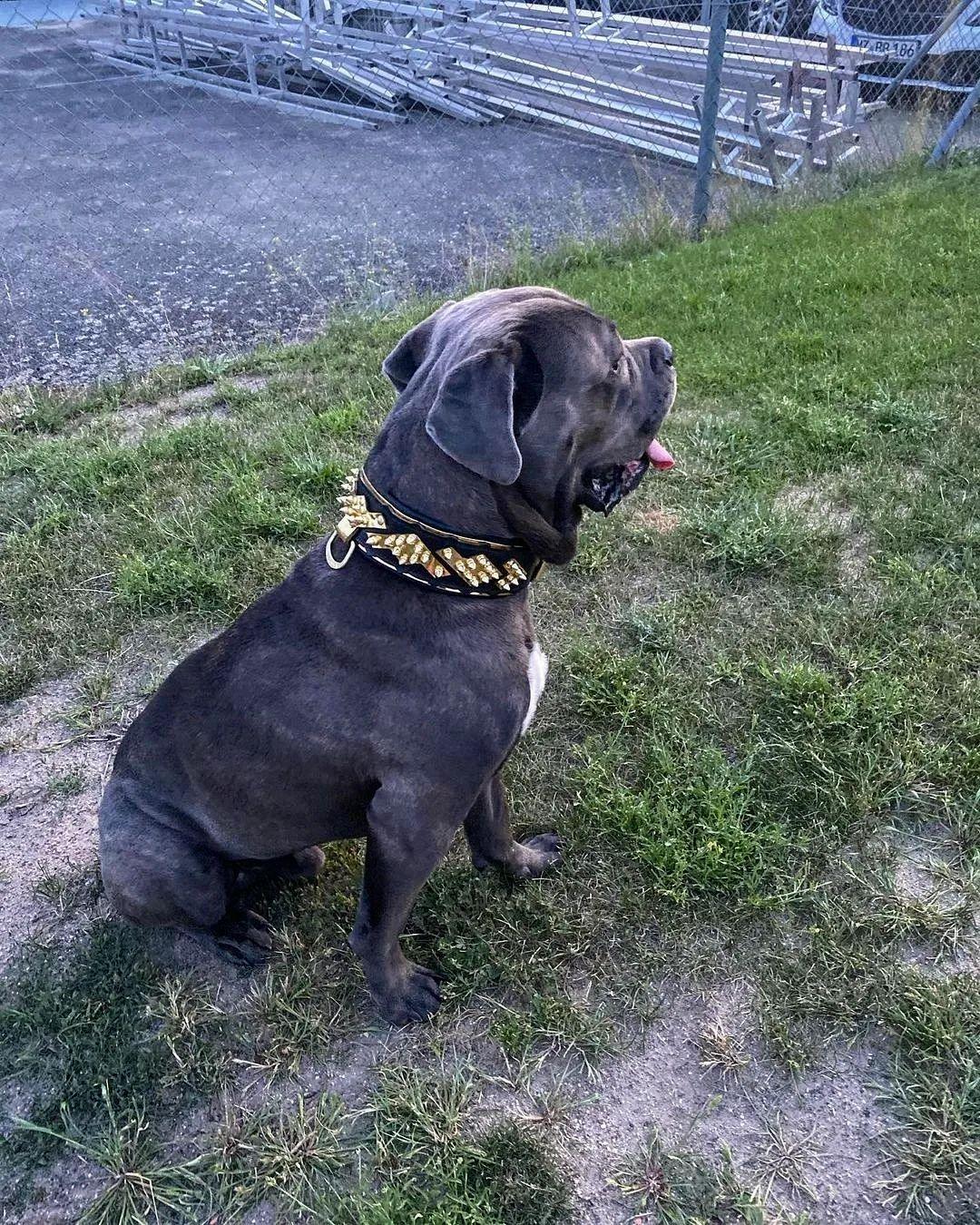 The ''Midas'' Collar Gold - Image 5