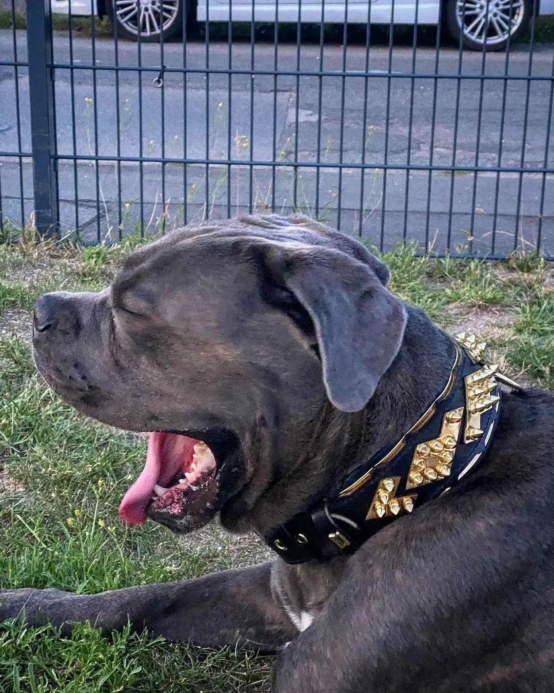 The ''Midas'' Collar Gold - Image 6