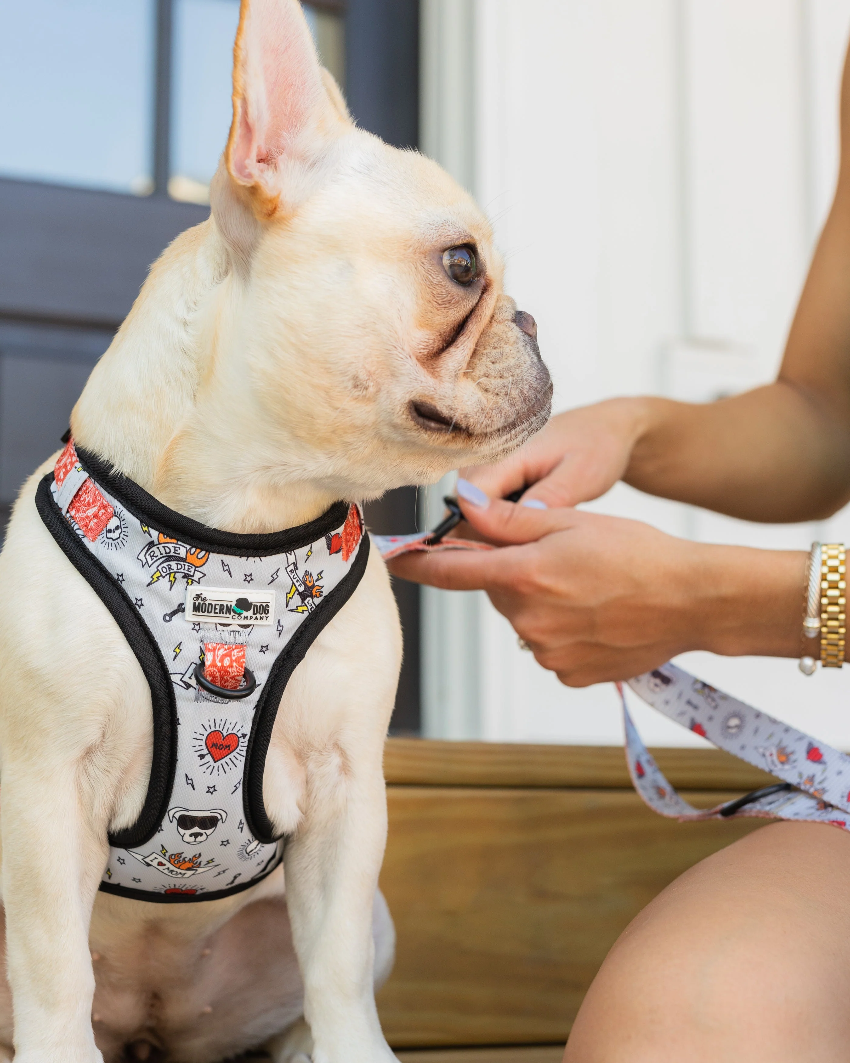 The Modern Dog Company - Bad to the Bone Harness - Image 2
