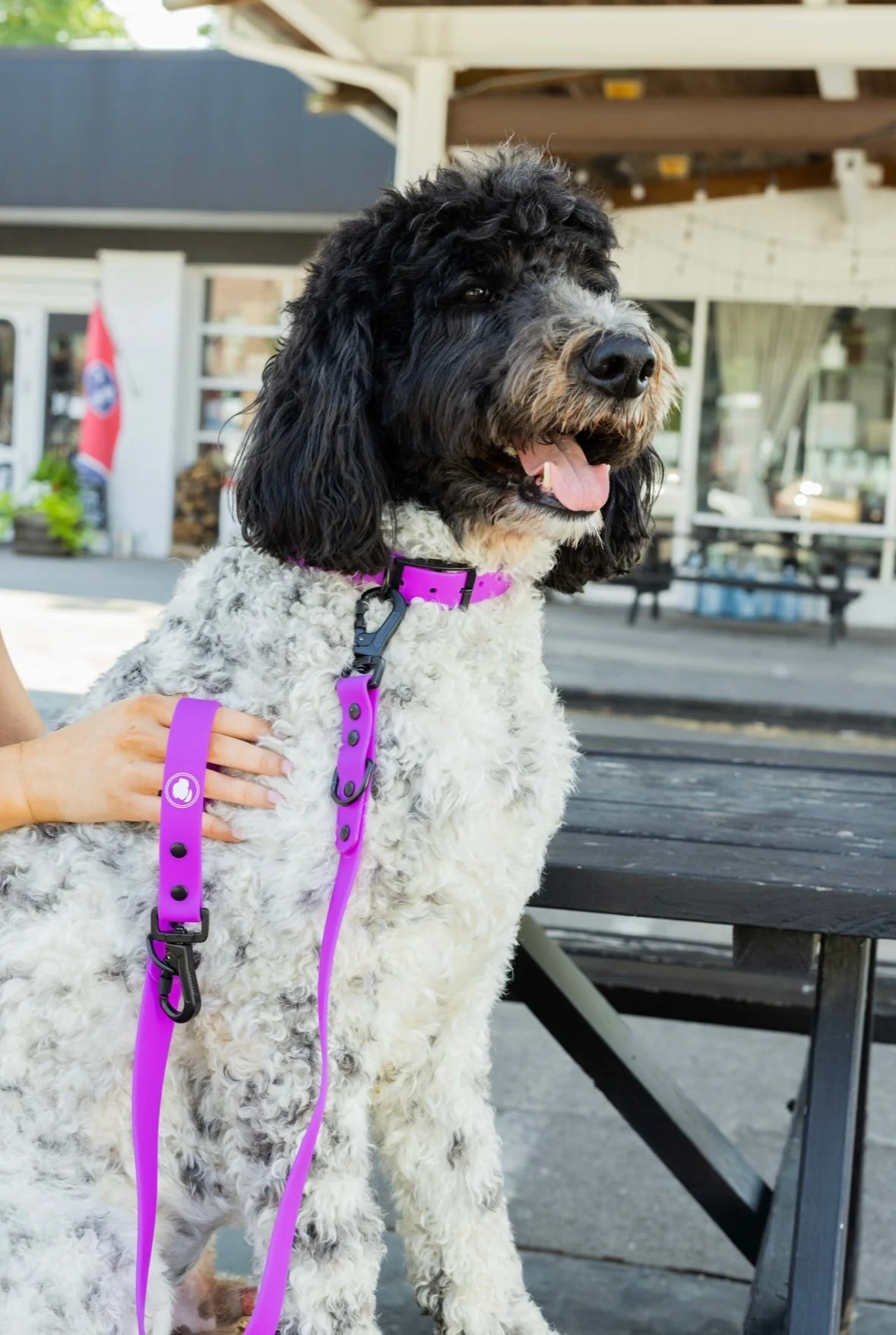The Modern Dog Company - Electric Fuchsia Leash (Weather + Odor Resistant) - Image 3