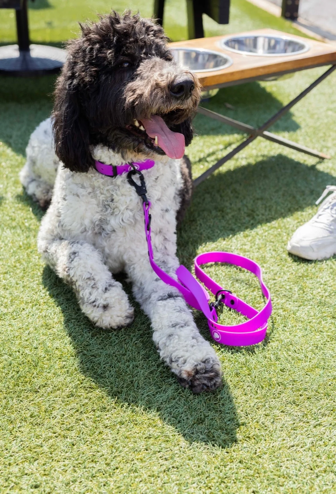 The Modern Dog Company - Electric Fuchsia Leash (Weather + Odor Resistant) - Image 4