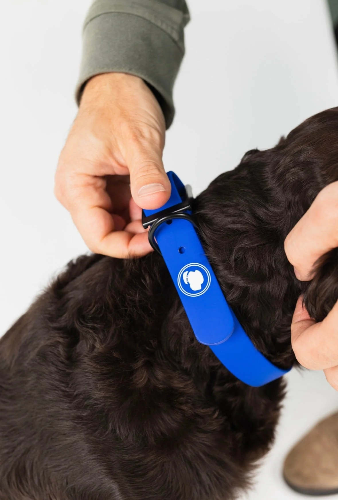 The Modern Dog Company - Royal Blue Collar (Weather + Odor Resistant) - Image 3