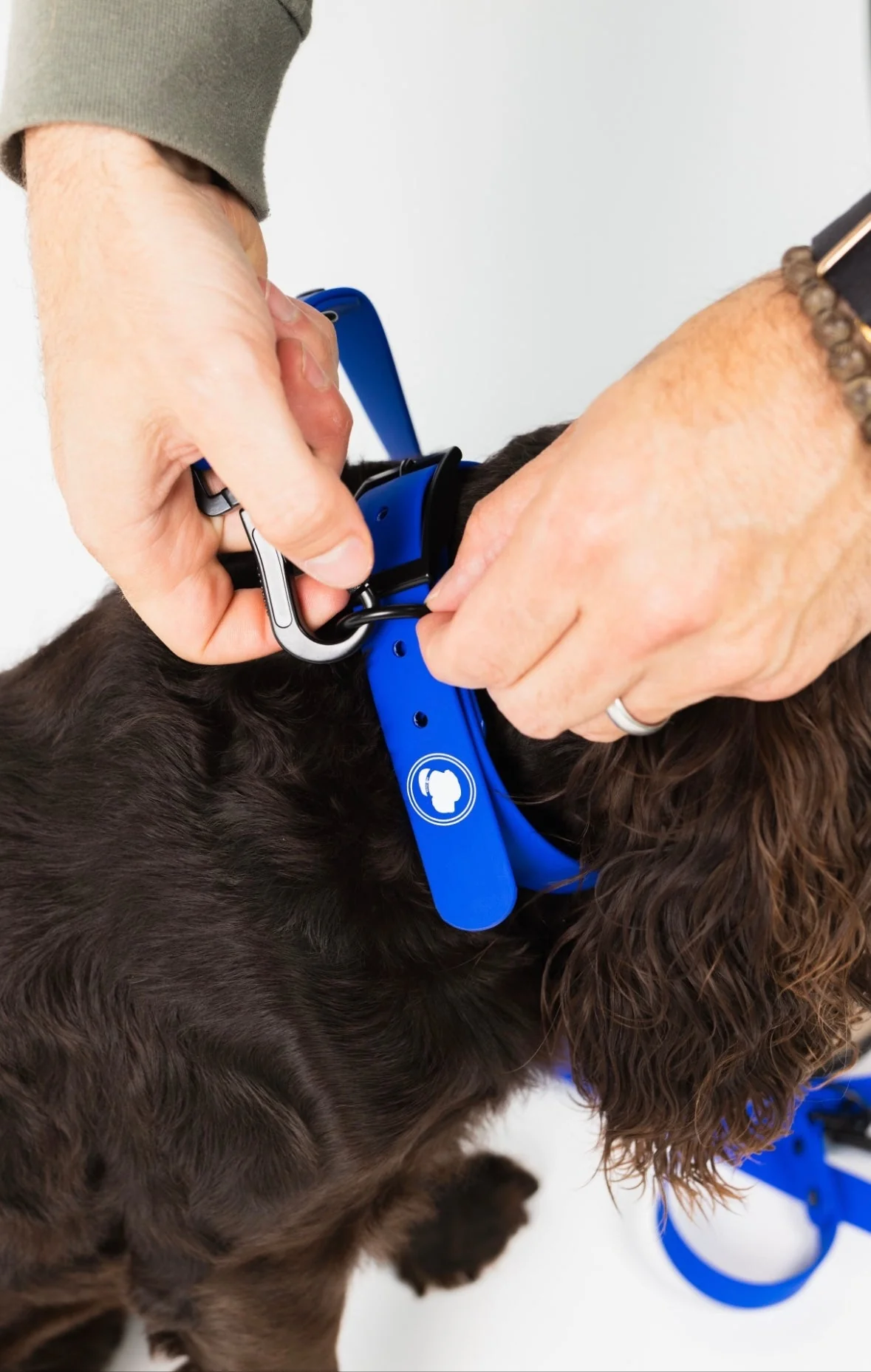The Modern Dog Company - Royal Blue Collar (Weather + Odor Resistant) - Image 4