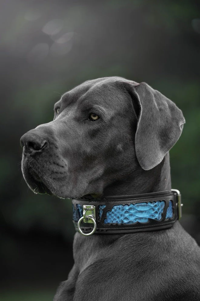 The ''Morelia Python'' collar - Image 3
