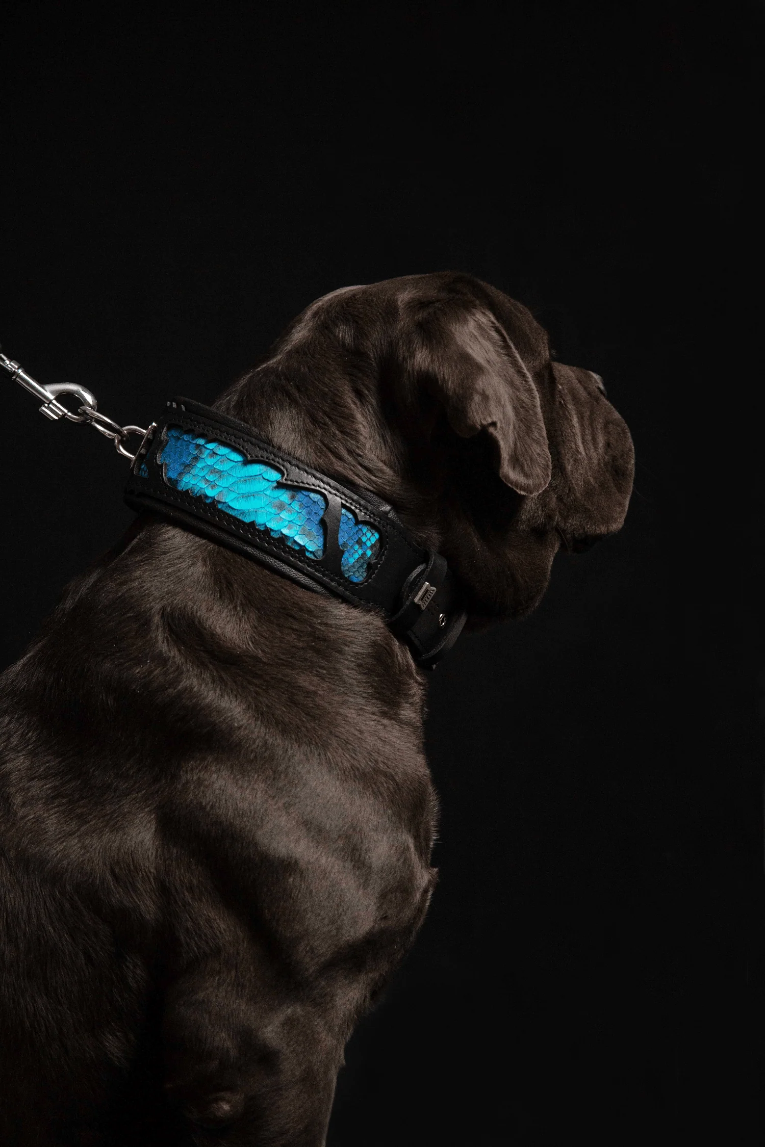 The ''Morelia Python'' collar - Image 5