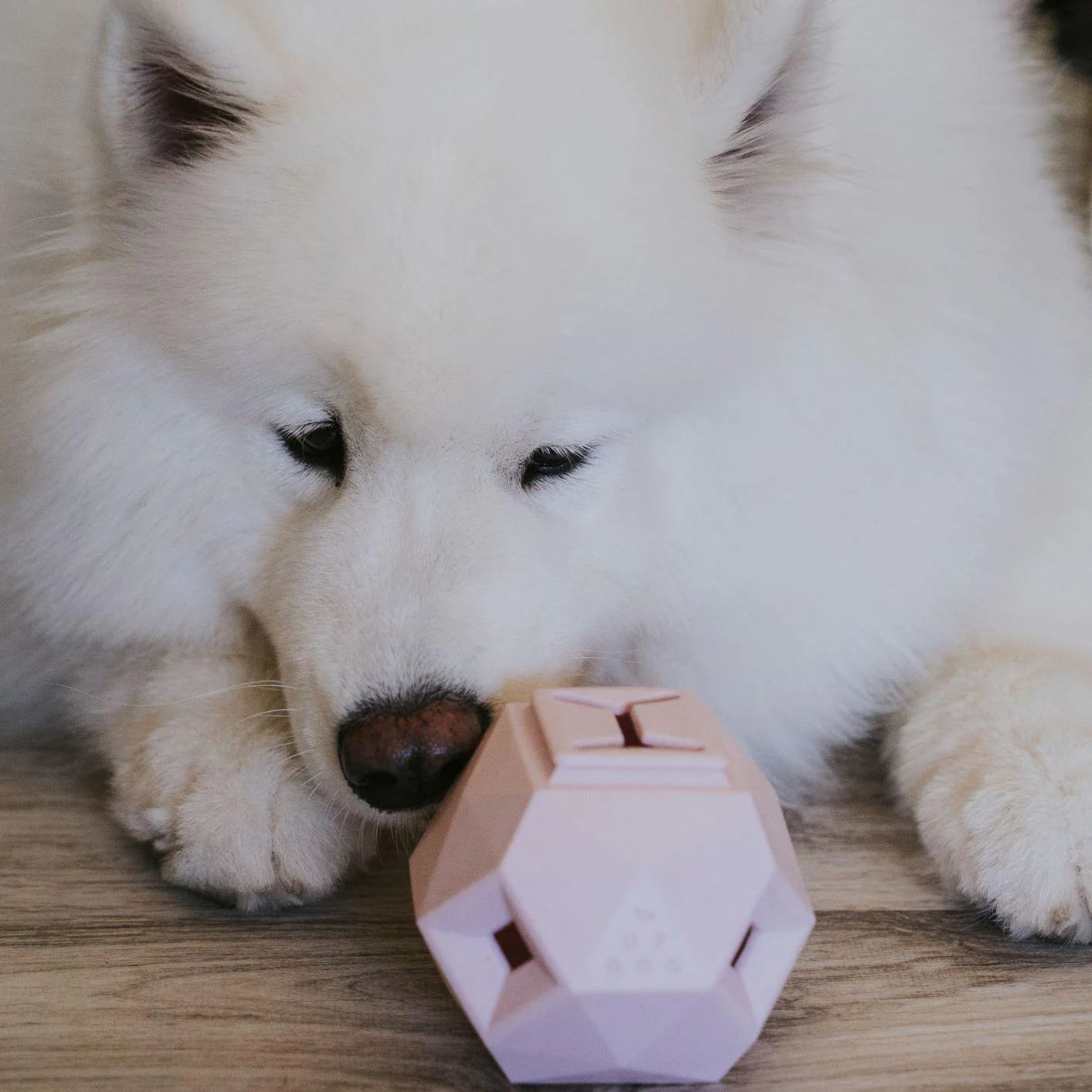 The Odin Treat Dispensing Toy For Dogs - Image 11