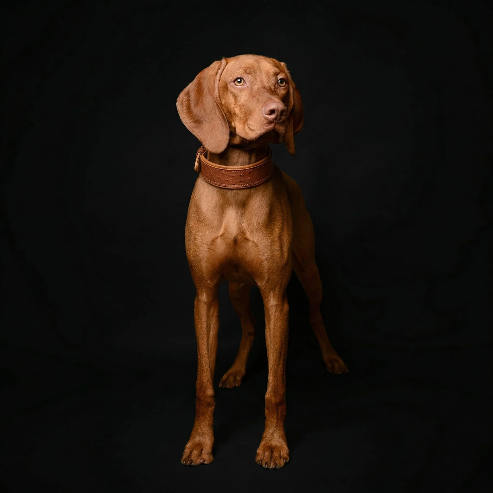 The "Ostrich" collar LIMITED - Image 3
