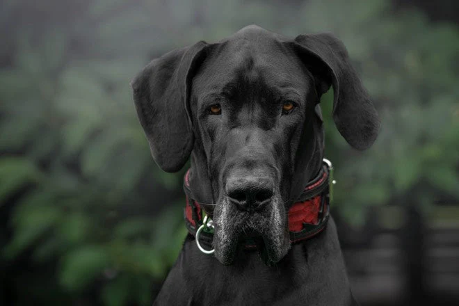 The ''Red Dragon'' collar - Image 2