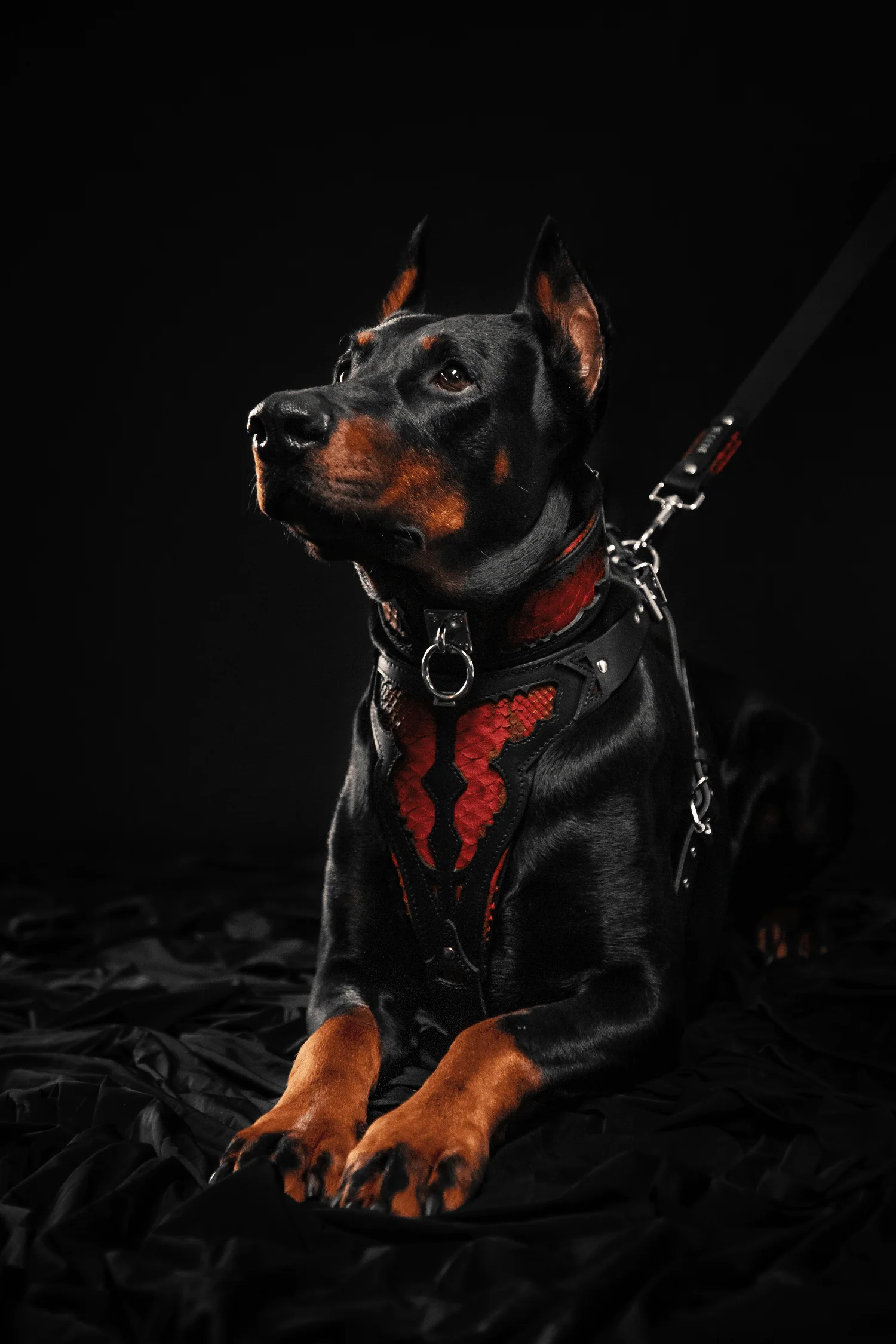 The ''Red Dragon'' harness - Image 4