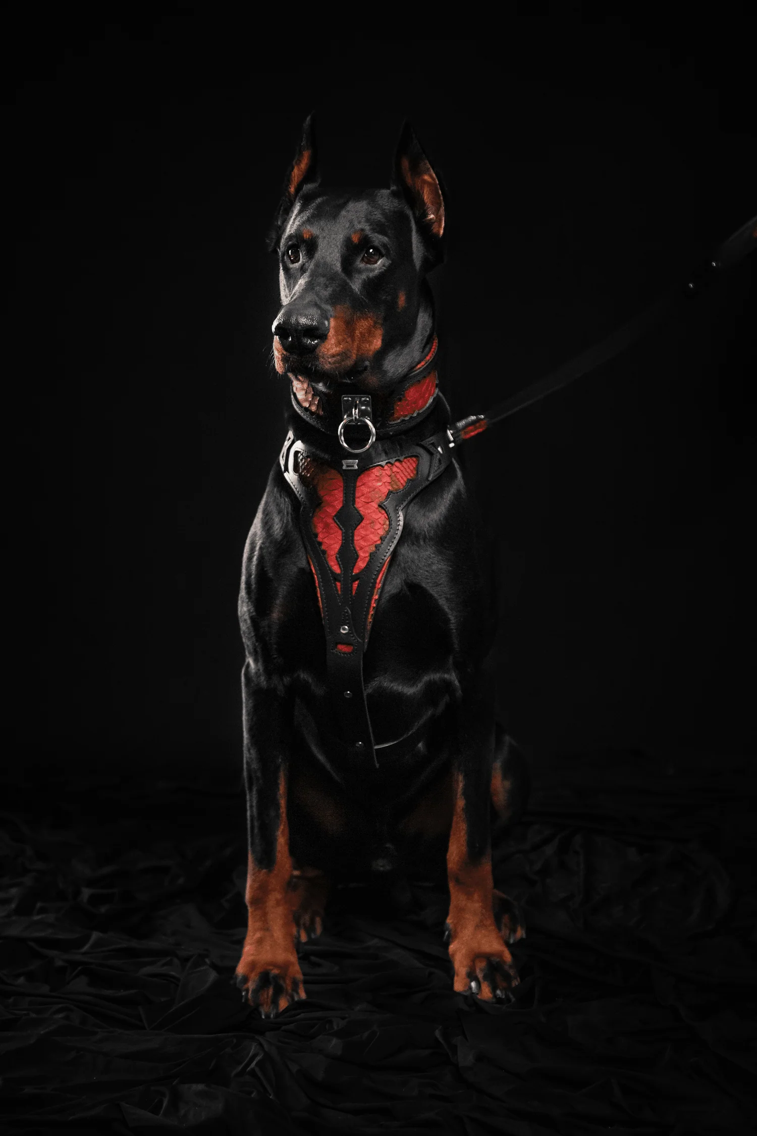 The ''Red Dragon'' leash - Image 8