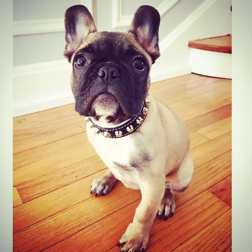 The "Rock" collar - Image 2