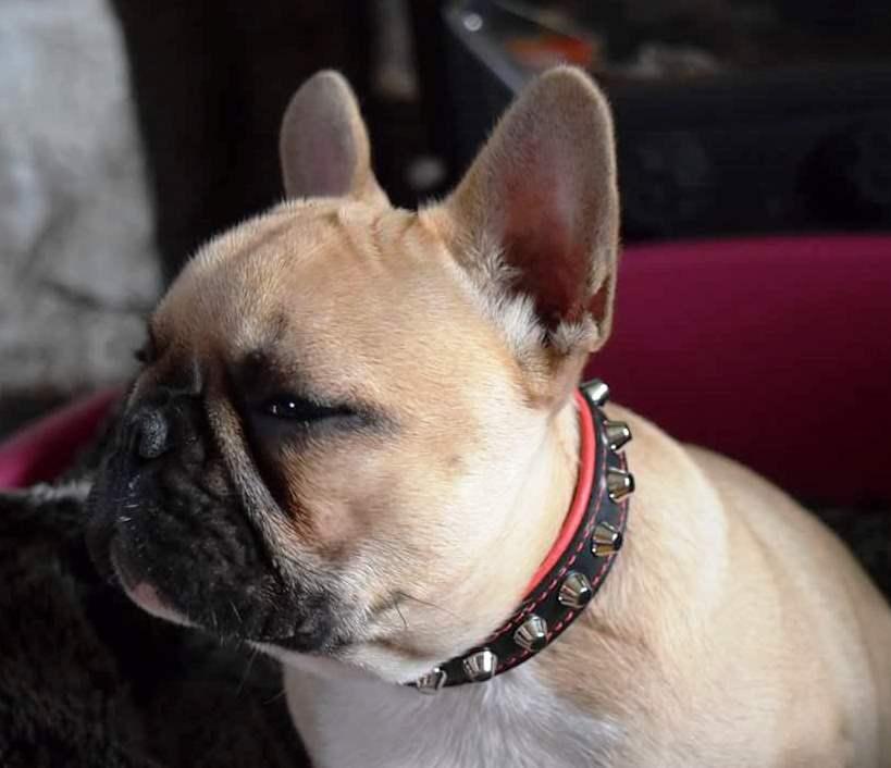 The "Rock" collar - Image 3