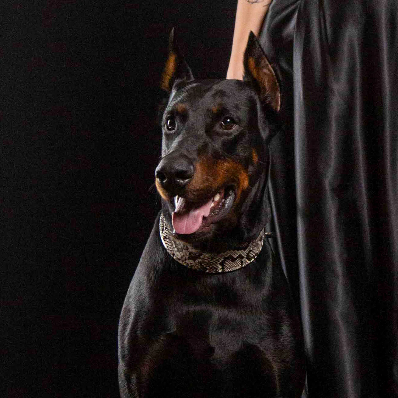 The ''Rock Python'' collar - Image 4
