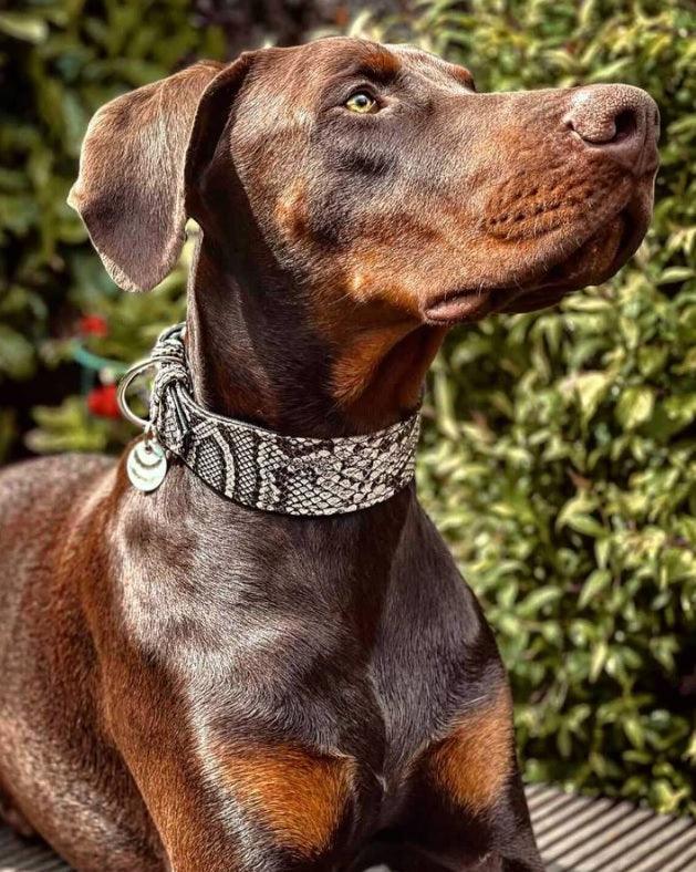The ''Rock Python'' collar - Image 5