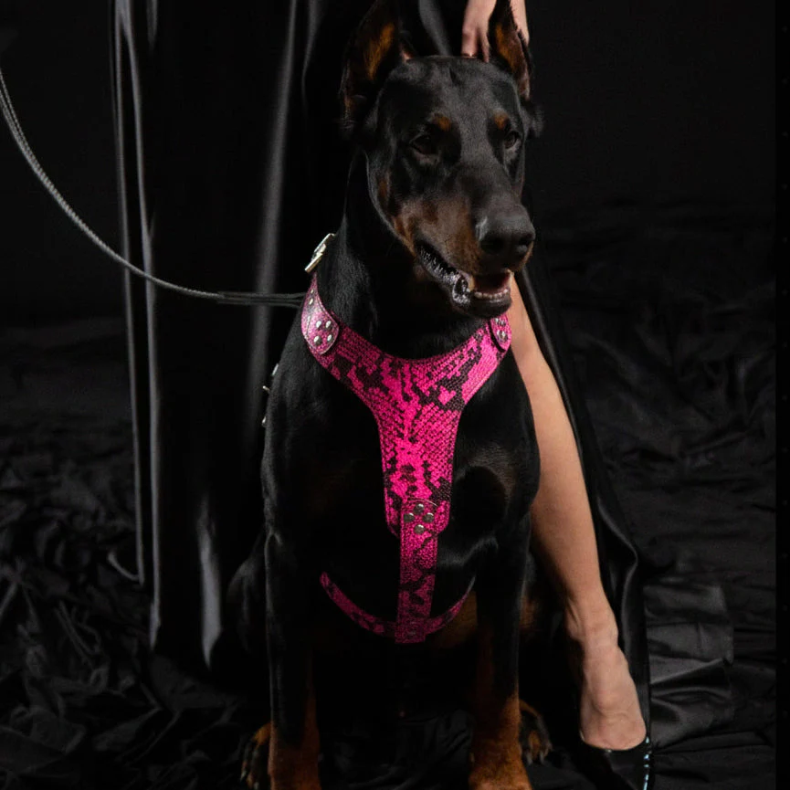 The ''Rock Python'' harness PINK - Image 2