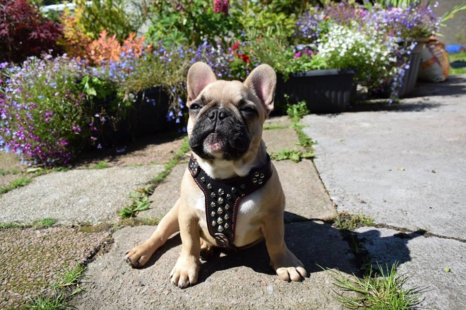 The "Rocky" studded leather harness Small to Medium Size - Image 3