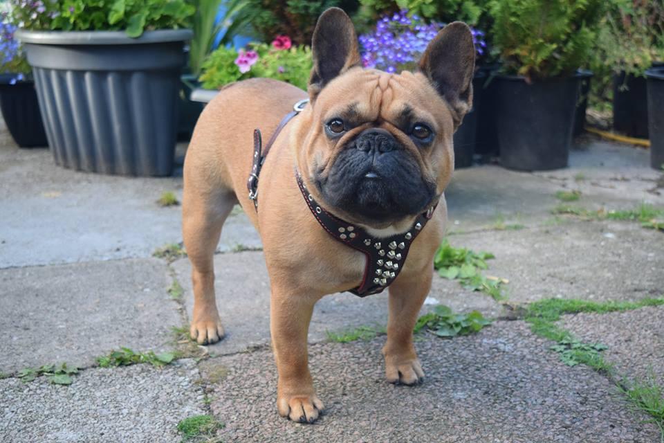 The "Rocky" studded leather harness Small to Medium Size - Image 4