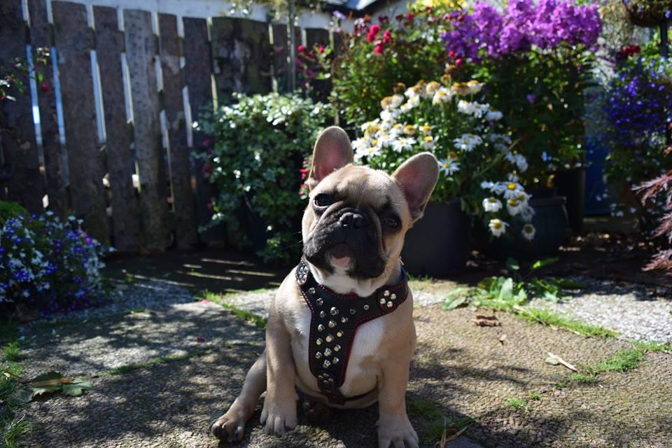 The "Rocky" studded leather harness Small to Medium Size - Image 5