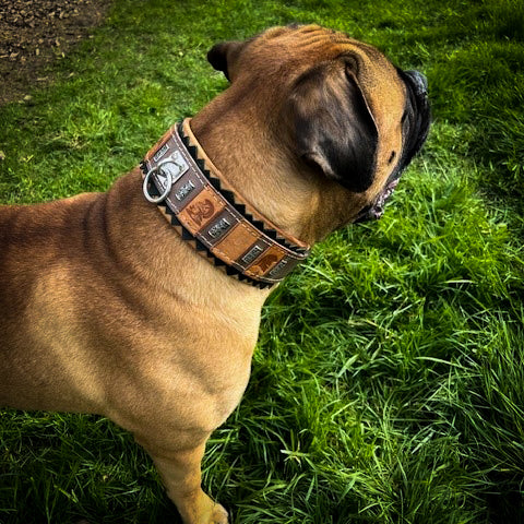 The ''SPQR'' Dog Collar - Image 4