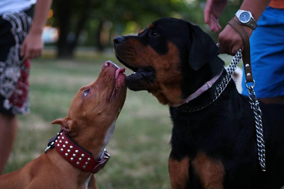 The "Star" Set- collar & leash - Image 4