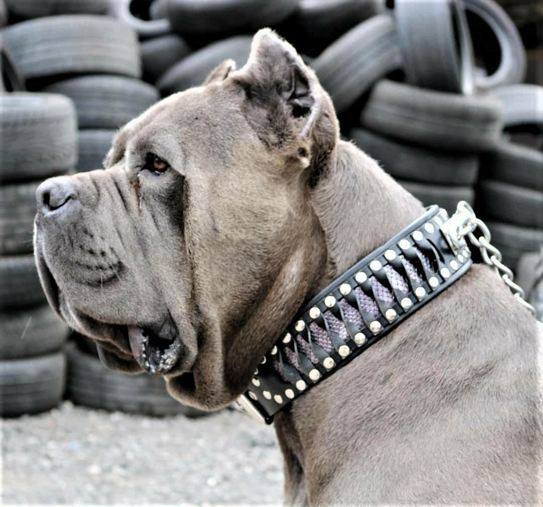 The ''Steampunk'' collar exclusive design - Image 5