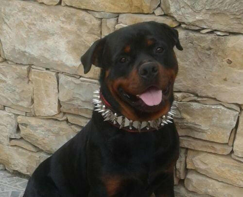 The "Steel" collar - Image 3