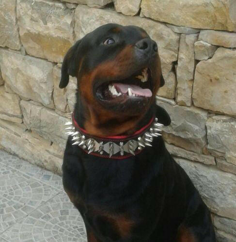 The "Steel" collar - Image 4