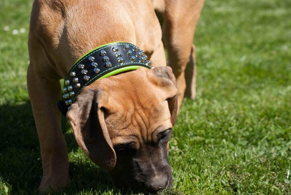 The "Stud" dog collar - Image 3