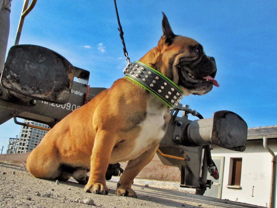 The "Stud" dog collar - Image 4