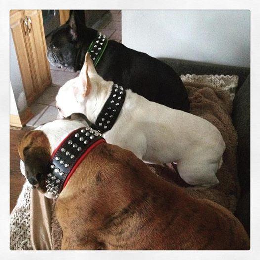 The "Stud" dog collar - Image 5