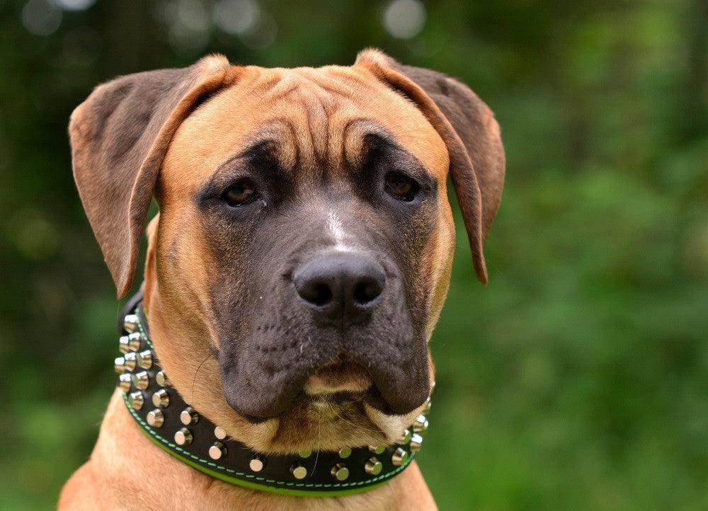 The "Stud" dog collar - Image 6