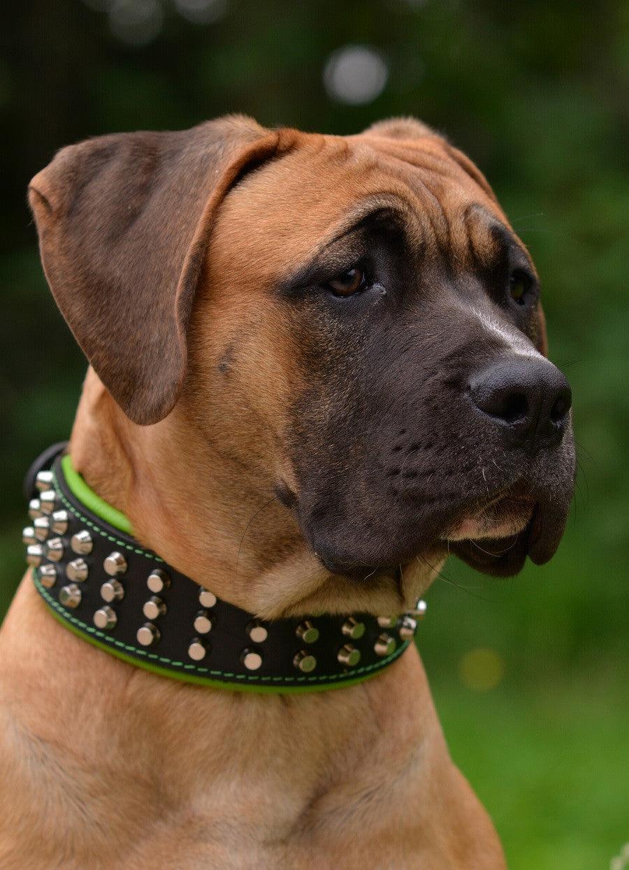 The "Stud" dog collar - Image 7