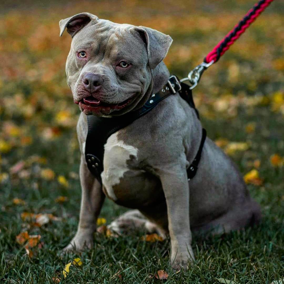The ''Style'' harness Black - Image 2