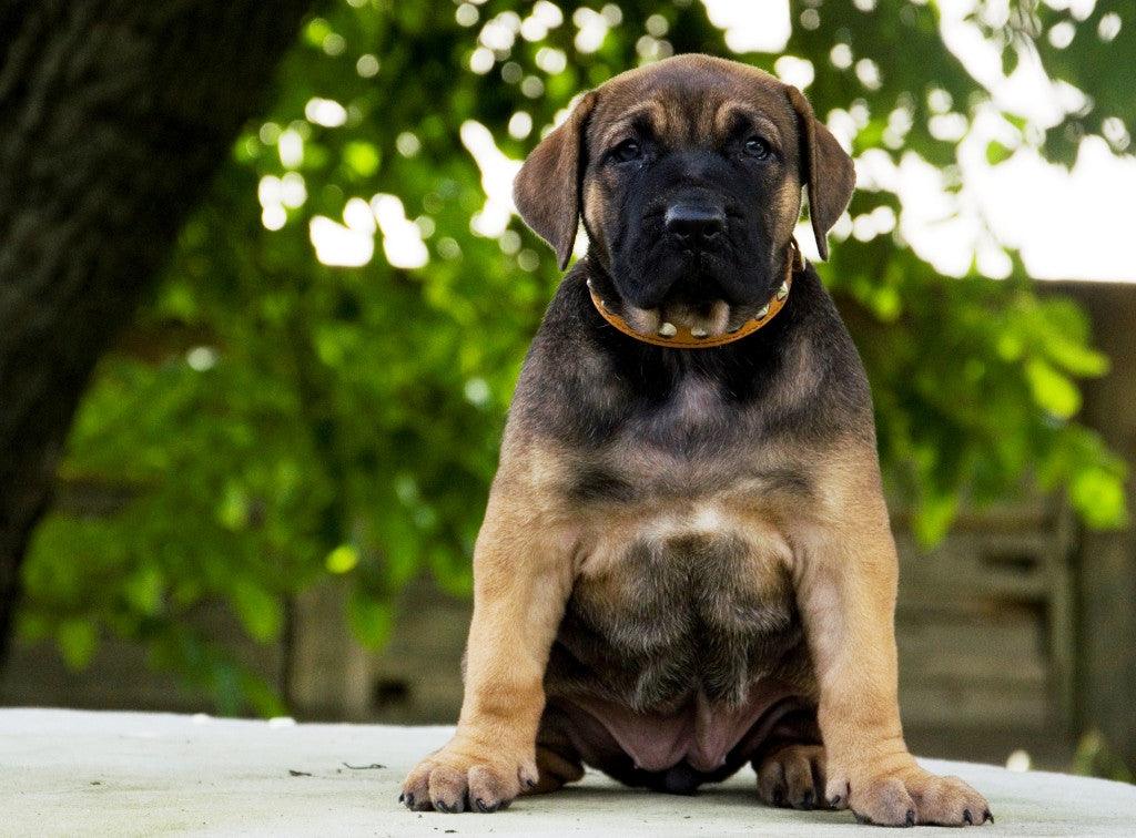 The "Superstar" puppy dog collar - Image 2