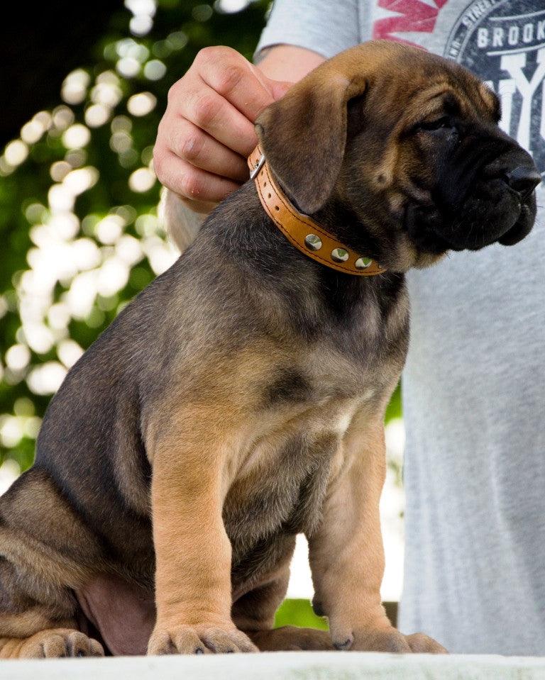 The "Superstar" puppy dog collar - Image 3