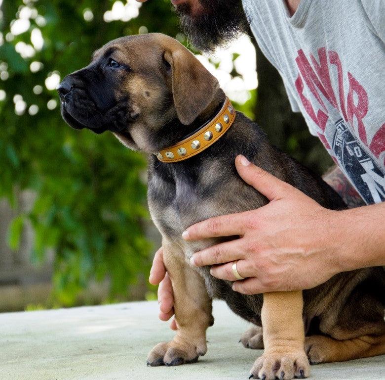 The "Superstar" puppy dog collar - Image 4