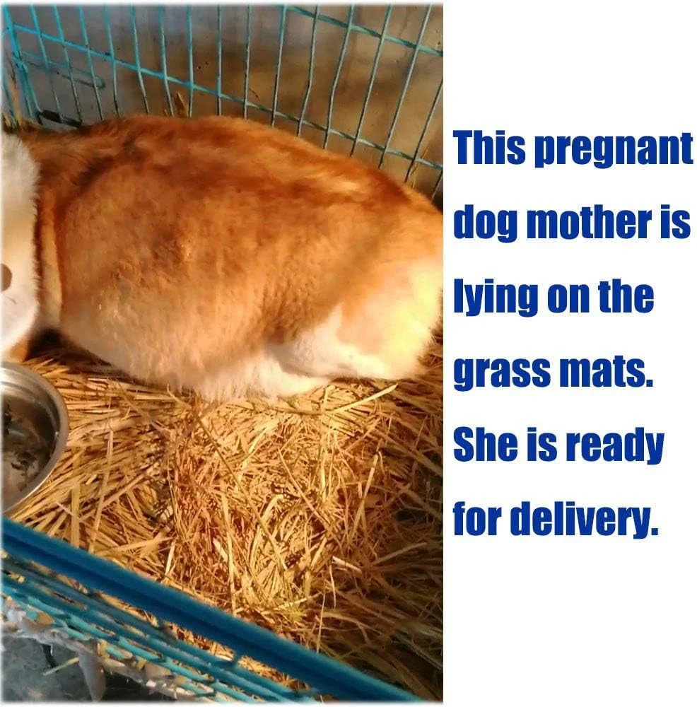 The Ultimate Chew-athon: 12 Grass Mats for Your Furry Friends' Snack Time and Nap Zone! - Image 5