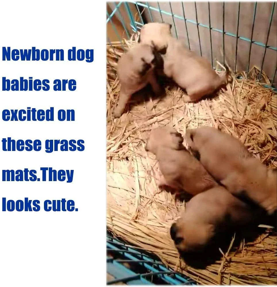 The Ultimate Chew-athon: 12 Grass Mats for Your Furry Friends' Snack Time and Nap Zone! - Image 6