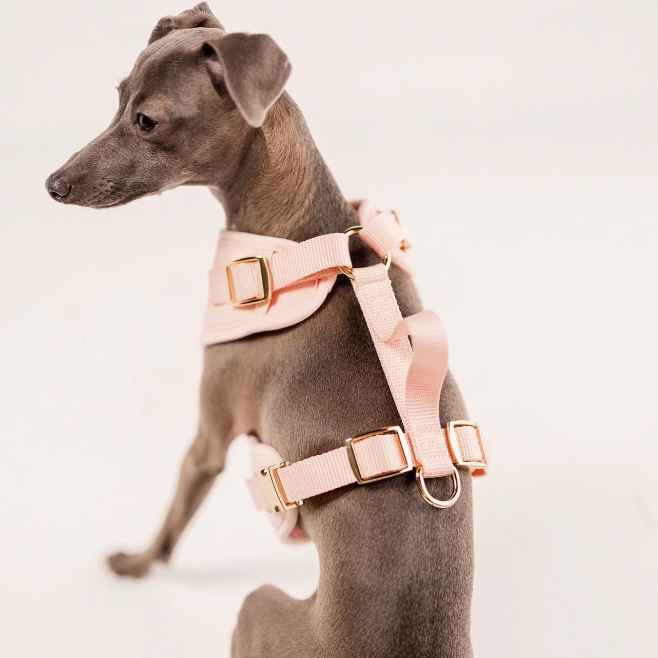 The Ultimate Walk Set - Rose - Image 7
