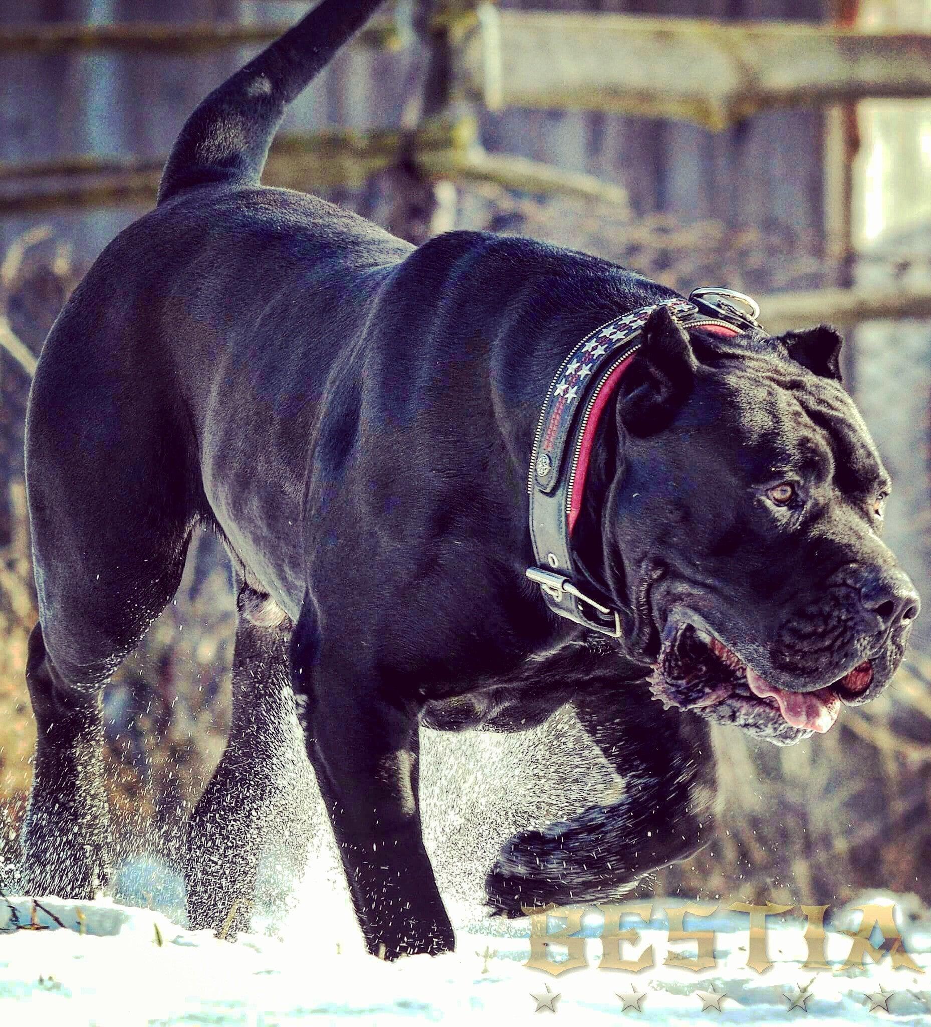 The unique "General" leather dog collar for big dogs - Image 5