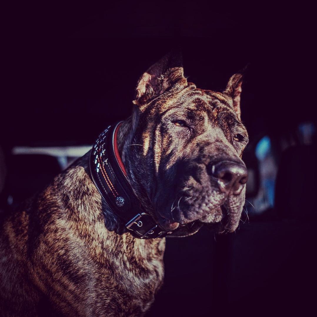 The unique "General" leather dog collar for big dogs - Image 6